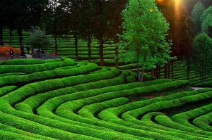 Boseong Green Tea Field